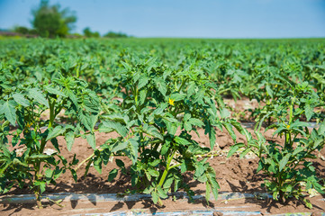 Field growing tomatoes. Sunny summer day. Landscape.