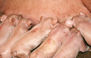 Naklejka premium A group of hungry piglets fighting for share of milk