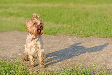 Yorkshire terrier dog in the park