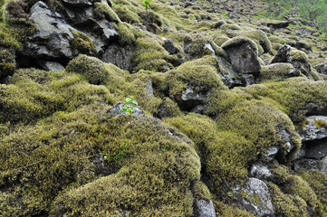 Norwegian nature / There are mountains plunging into the sea from hundreds of metres, fjords, tall mountain peaks, northern lights and midnight sun.
