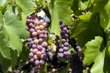 Ripe pinot gris grapes ready for harvest