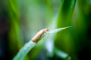 Beetle on a stem of grass with dew drops