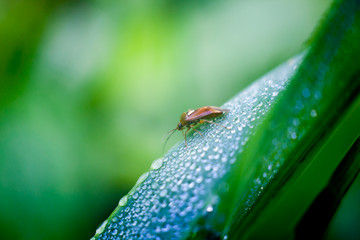 Beetle on a stem of grass with dew drops
