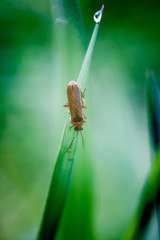 Beetle on a stem of grass with dew drops