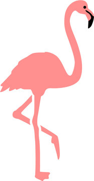 Real Pink Flamingo