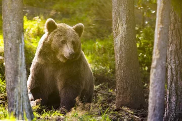 Schilderijen op glas Large adult brown bear in the forest © kjekol