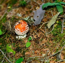 Giovane Amanita Muscaria nel suo habitat