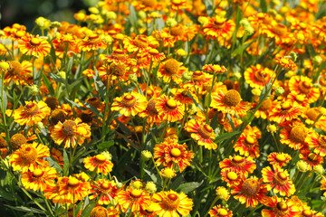 Kokardenblumen (Gaillardia aristata)