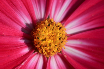 close up shot of Zinnia flower