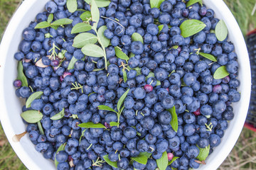 Bush blueberries Vaccinium corymbosum