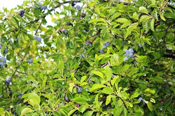 plums on a tree in a garden - "Wangenheims Frühzwetsche"  © ClaraNila