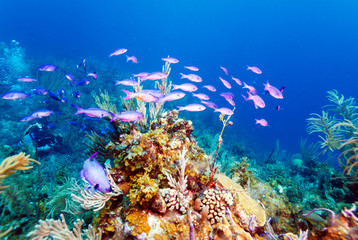 Fototapeta na wymiar Coral reef near Cayo Largo..