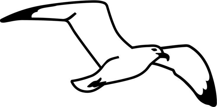 Seagull hand drawn
