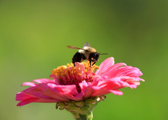 Bee on zinnia flower