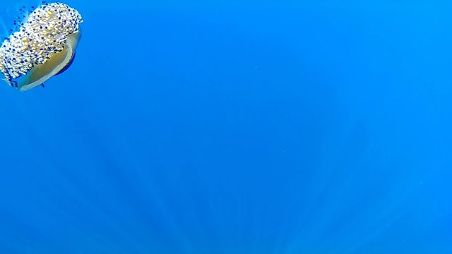 Fried egg jellyfish - Cotylorhiza tuberculata