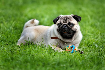 Obraz premium Собака породы мопс с игрушкой, отдыхающая на зелёной лужайке