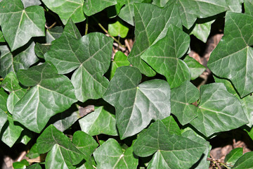 Green ivy leaves as groundcover