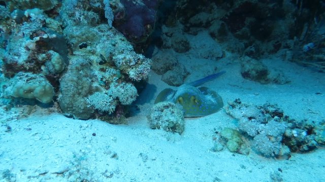 Blaupunktrochen (Taeniura lymma)