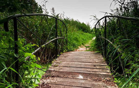 bridge through the undergrowth