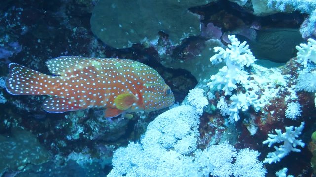 Juwelen-Zackenbarsch (Cephalopholis miniata)