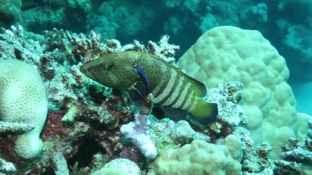 Pfauen-Zackenbarsch (Cephalopholus argus)