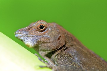 Macro of a common lizard