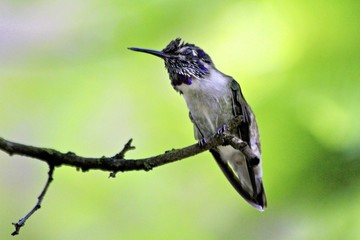 Ruby throated hummingbird, fairchild gardens