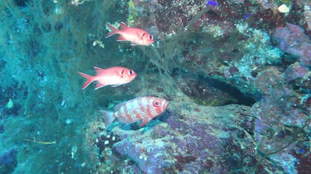 Großaugenbarsch (Priacanthus hamrur) und Weißsaum-Soldatenfisch (Myripristis murdjan)
