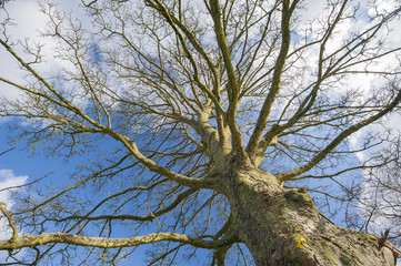 Abstract view of a bare tree in winter