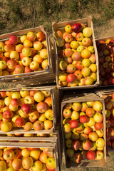 wooden boxes full of ripe apples from top