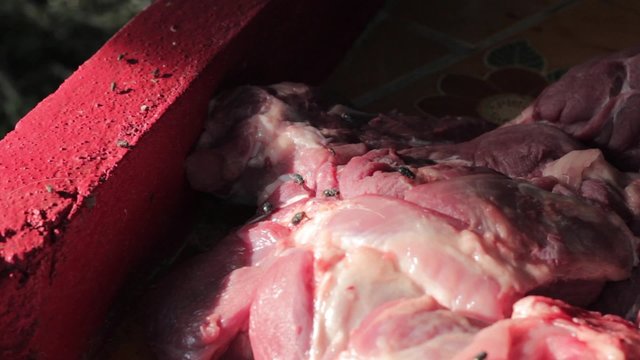 Green bottle fly feeding on some meat
