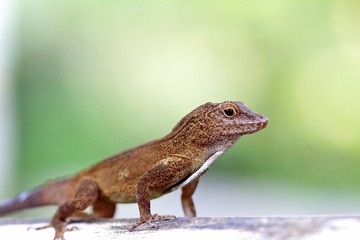 Common lizard, fairchild gardens