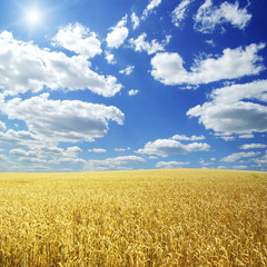 Wheat field and blue sky with sun