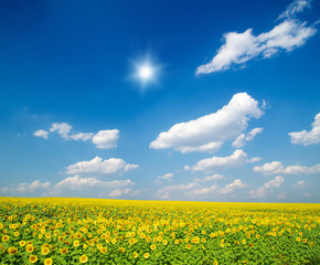 Obraz premium field of sunflowers