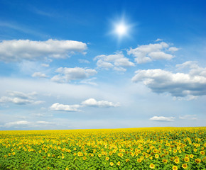 Obraz premium field of sunflowers