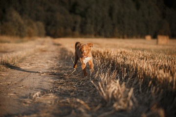 Toller  puppy dog in a field at sunset