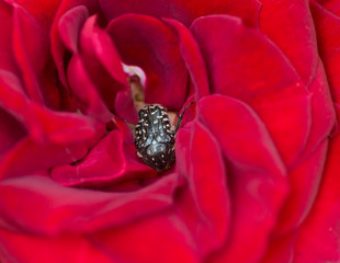 Insecte au c&oelig;ur d'une rose rouge