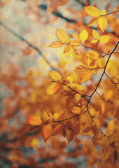 autumn leaves