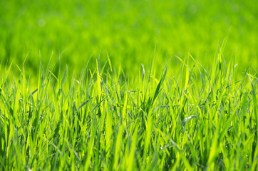green grass