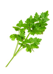  parsley