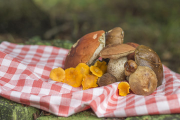 Harvest of wild mushrooms on checkered tablecloth