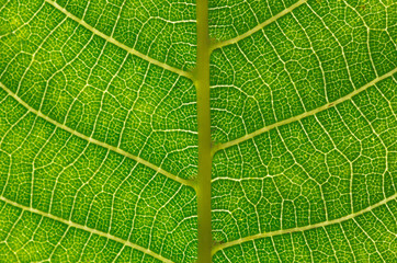  green leaf background