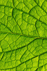  green leaf as background