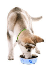 Obraz premium Malamute puppy eating from metal bowl isolated on white
