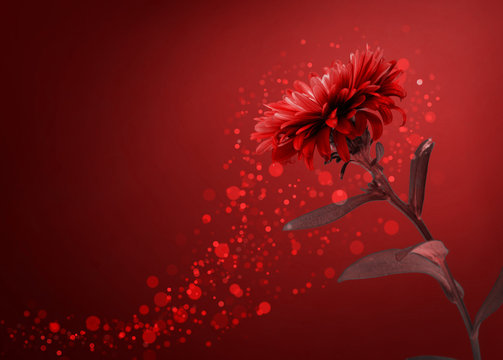 Red Flower Background