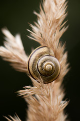 Hainschnirkelschnecke © Claudia Schwardt