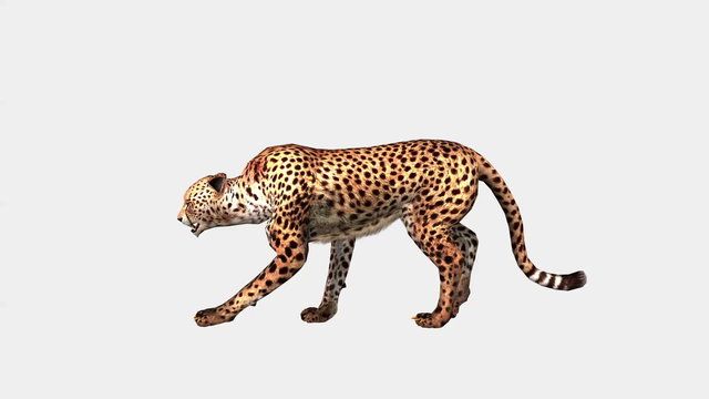 Cheetah sneaking and running, wild animal isolated on white background, video animation 