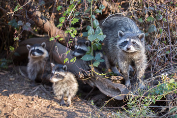 Raccoon (Procyon lotor) family eating berries. San Bruno Mountain State Park, San Mateo County,...