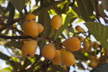 citrus fruits grows on tree