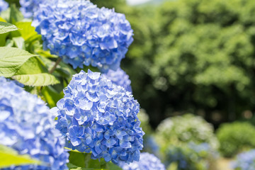 緑の中の青いアジサイの花